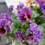 庭の花パンジー＆ビオラ最近撮った写真#ameba写真部