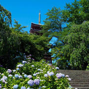 本土寺の紫陽花