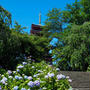 本土寺の紫陽花