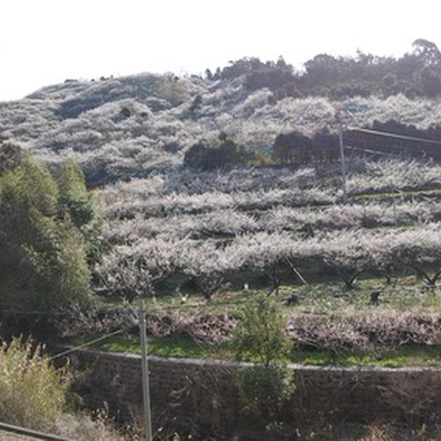 2021年2月16日 みなべ・田辺の梅の開花状況 ⑤ 石神田辺梅林手前まではほぼ満開でした！