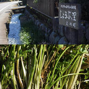 ■ウォーキング続【愛川町下谷の菖蒲の里～何と田んぼでセリの絨毯を発見でセリ摘みに夢中に!(^^)!】