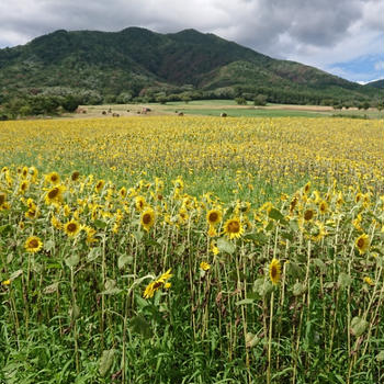 蒜山高原のヒマワリ畑