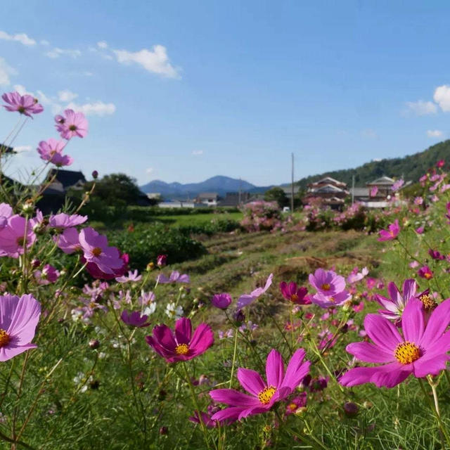 わたしの〇〇の秋は…コスモスのある風景