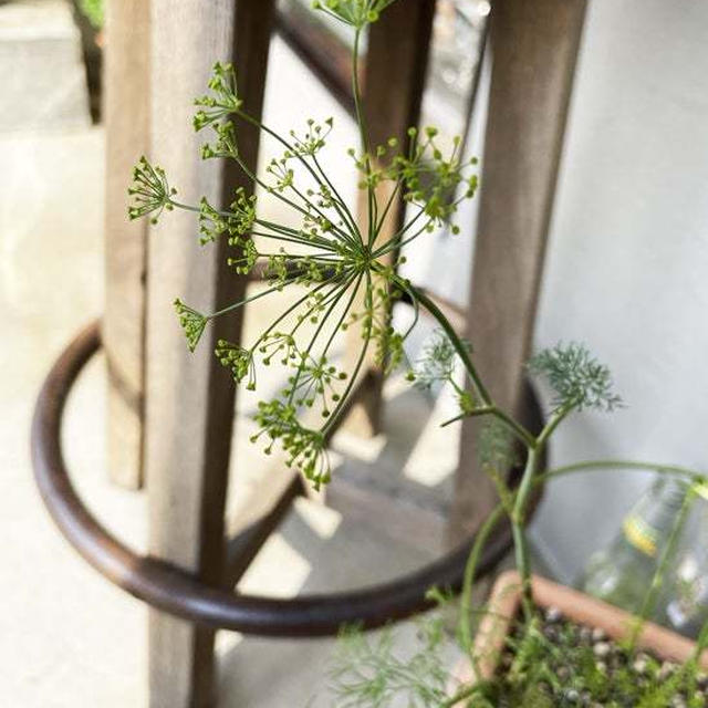 ディルの花