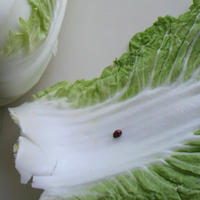 白菜の中に、てんとう虫が隠れてました