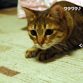 ★猫を狙う猫 