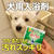【犬用炭酸入浴剤レビュー】「ぬくりん」で愛犬ゆきちのバスタイムが快適に！
