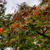 【コラム更新】紅葉の起こるしくみ、知ってますか？
