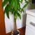 我が家の植物