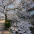 久しぶりに桜見に行き