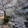 久しぶりに桜見に行き