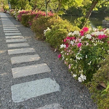 さつきかツツジか