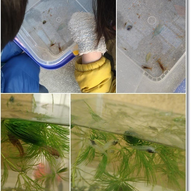 【メダカの飼育】100均のブクブクくんは使えんかった…死んじまったよ(涙)さてどうする！？