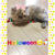りんごハウスnew猫ルーム〜ミニ動画♪(=^▽^)σ猫ハッピー！