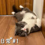 いくら（短足マンチカン）の日常【動画編】