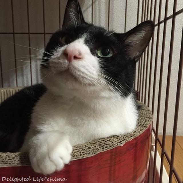 猫の赤い涙