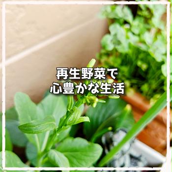 リボベジ水耕栽培