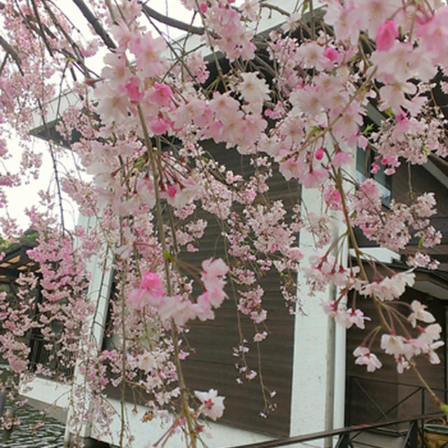 お花見パート３☆