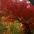 * ハロウィンは、河鹿橋 紅葉ライトアップ♪