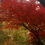 * ハロウィンは、河鹿橋 紅葉ライトアップ♪
