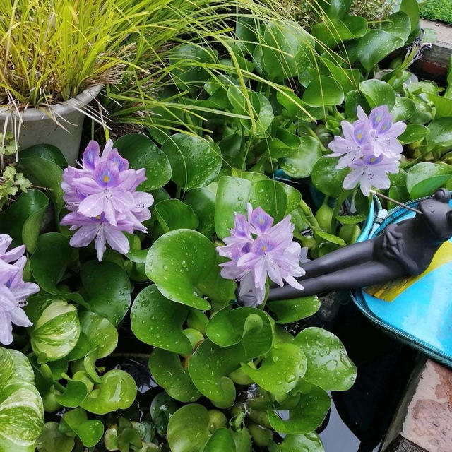 ホテイアオイ開花(大繁殖)&紫陽花ドライフラワー
