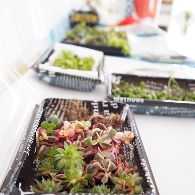 10月のコラボレッスン（多肉植物の寄せ植え）。。。