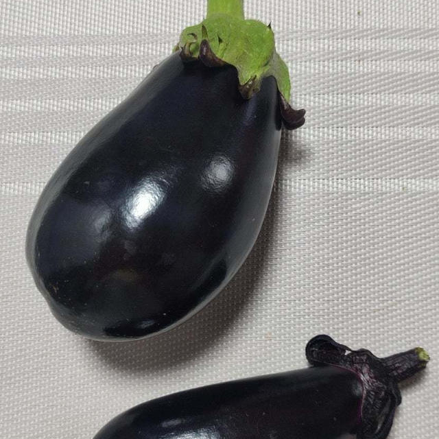 初挑戦の野菜の収穫