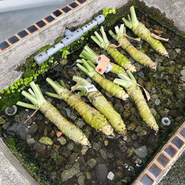 恐るべし！GW