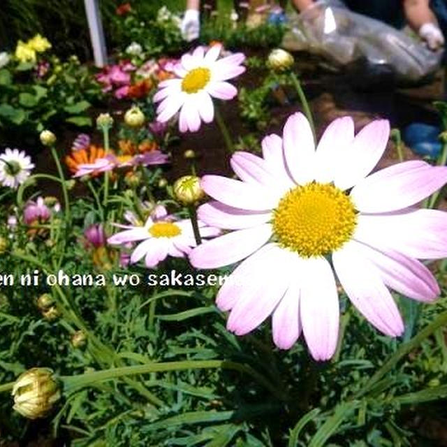 【 公園にお花を植えましょぅ！ 子供のﾎﾞﾗﾝﾃｨｱ活動 】