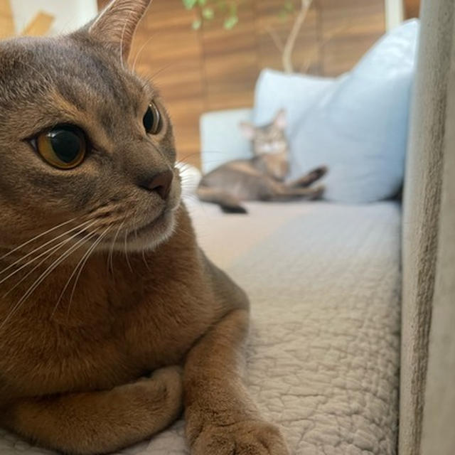 ヤル気坊と、落ち着き払った？お兄たま
