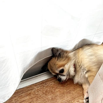 窓辺チワワ＊ウチ飲み