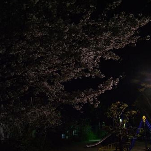 休肝日なのにいいの?？！近くの公園で夜桜