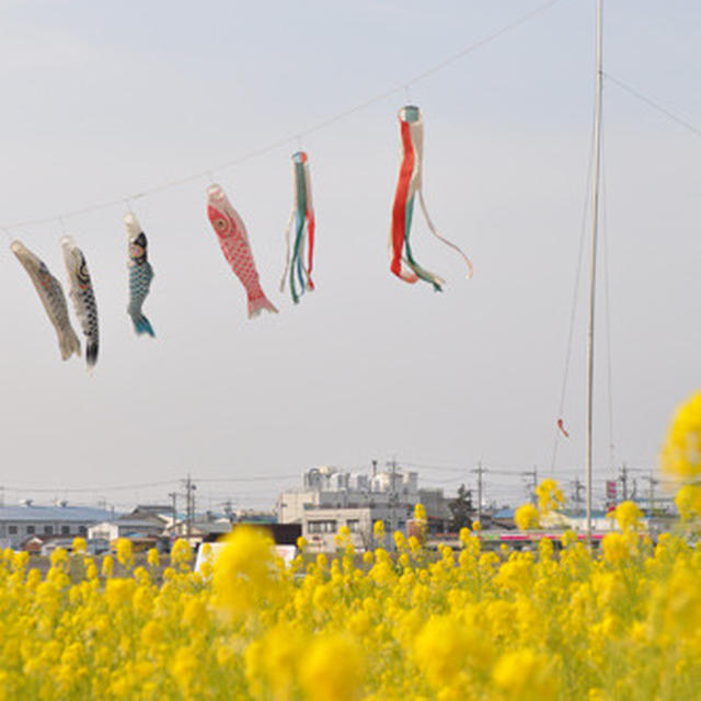 花桃、菜の花、チューリップ