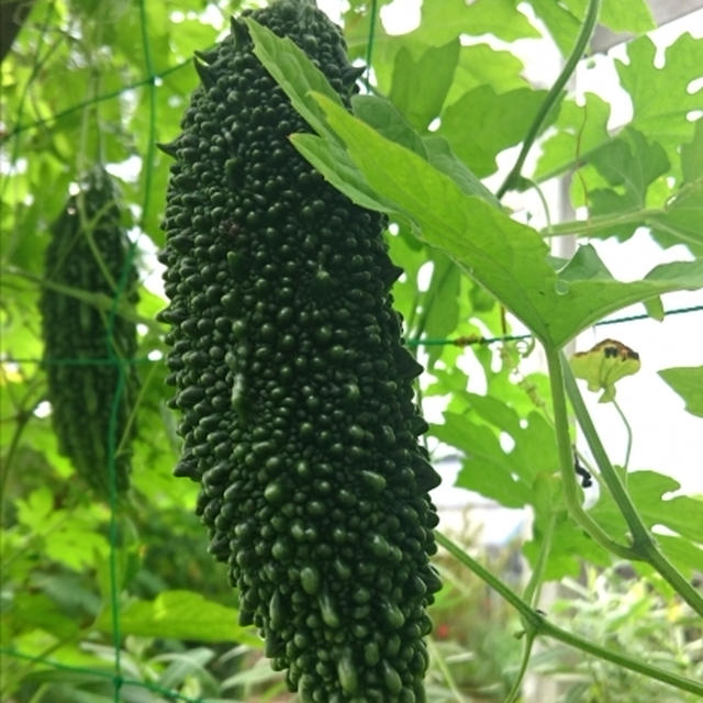 無性に【ゴーヤ】が食べたくなることってありませんか？ゴーヤは美肌にいい美容食♡