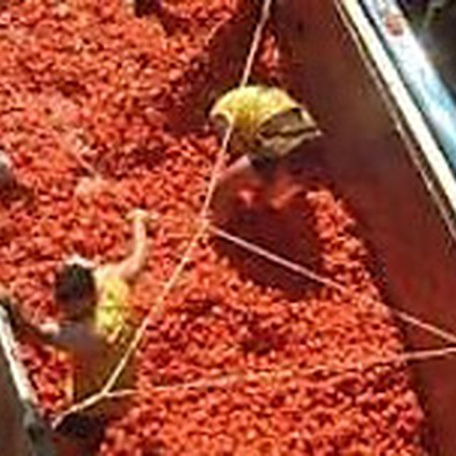 La tomatina 2012