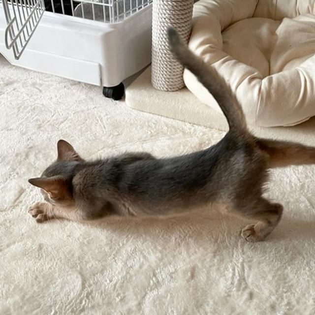 わか男の伸びーが可愛い(*´ω`*)
