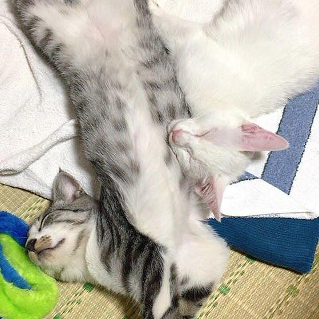 冷やして美味しいバウムクーヘン