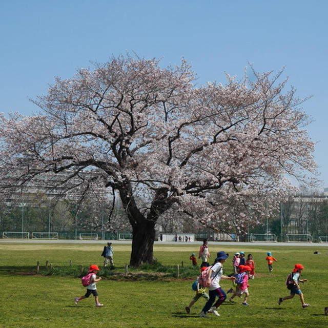 満開の桜にみんなが嬉しそう！