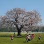 満開の桜にみんなが嬉しそう！