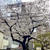 雨前上前津のいつもの桜