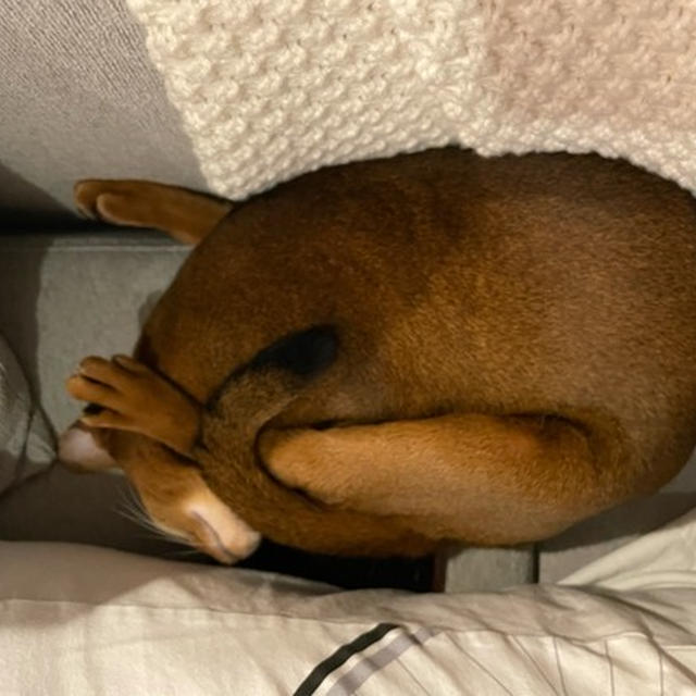 これは…なに寝と言うんだろう⁇