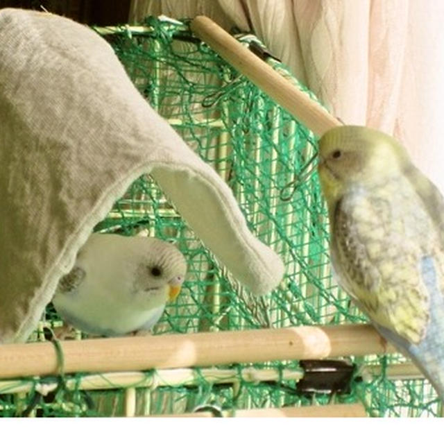 プッチーとママからのお誘い