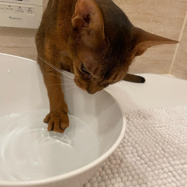 パーでお水をかき回すりすたん