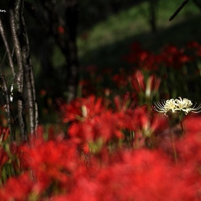 白花曼珠沙華