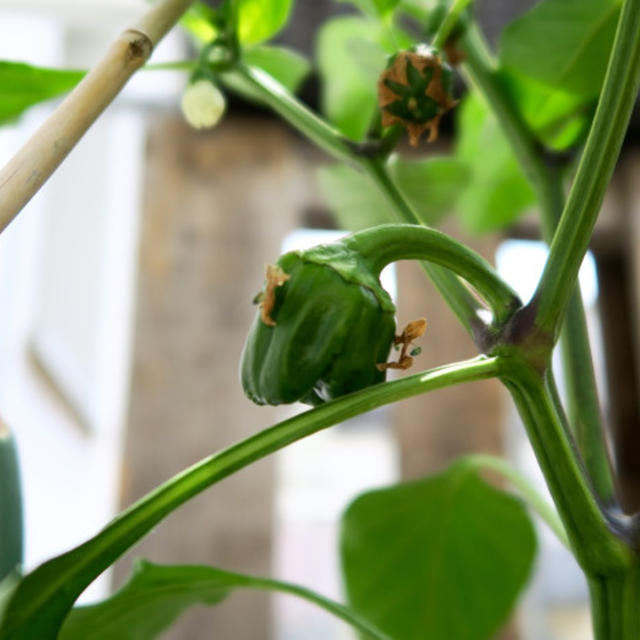 パプリカの実−ベランダ菜園