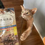 人間の食事中、猫たちのおやつは今コレが人気♪