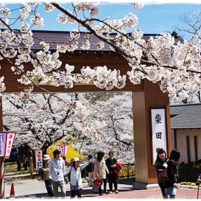 ■そうだ、お花見に行こう～♪船岡城址公園(*´ω｀)■