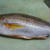 雷魚の代わりにイサキを。。。