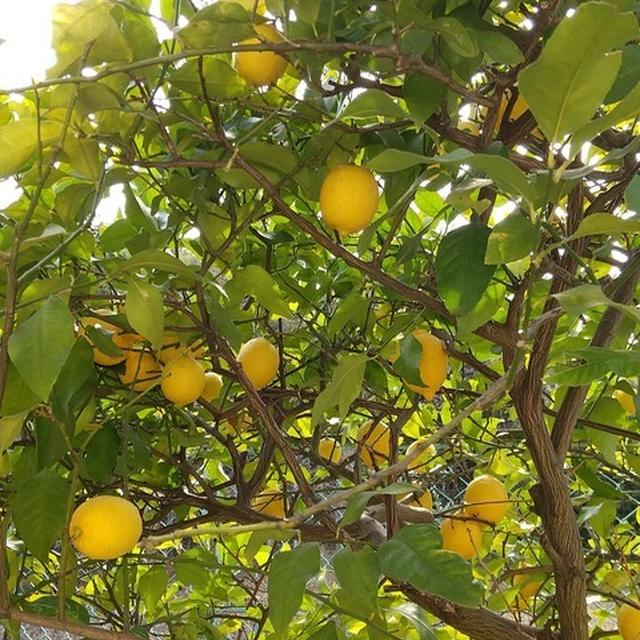 実家の食事、2024春編「レモンの木」