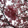 河津桜、満開♡